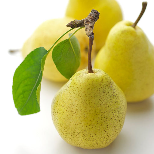 Amoretti Pear Williams Liqueur Concentrate