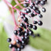 Amoretti Natural Elderberry "Sambuco" Type Extract W.S.