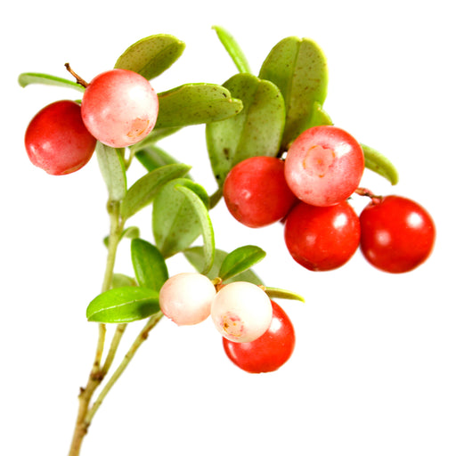 Amoretti Lingonberry Extract Oil Soluble