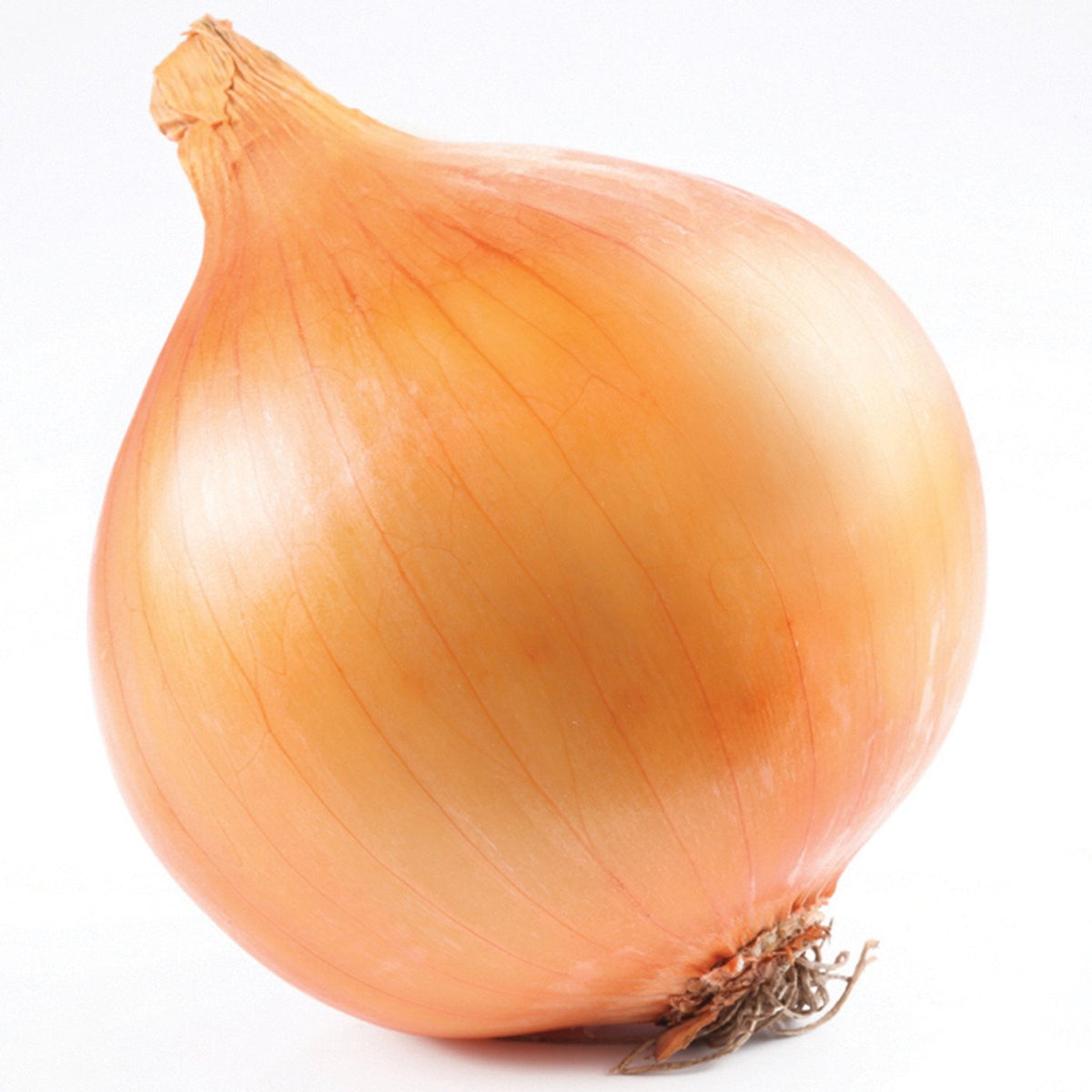 Onion Extract Water Soluble — Amoretti