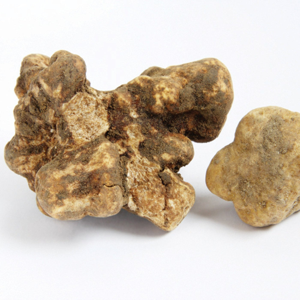 truffle-white_c2be7f12-d114-4a03-b3af-b0df25b4f977_1200x1200.jpg?v%5Cu003d1522430107